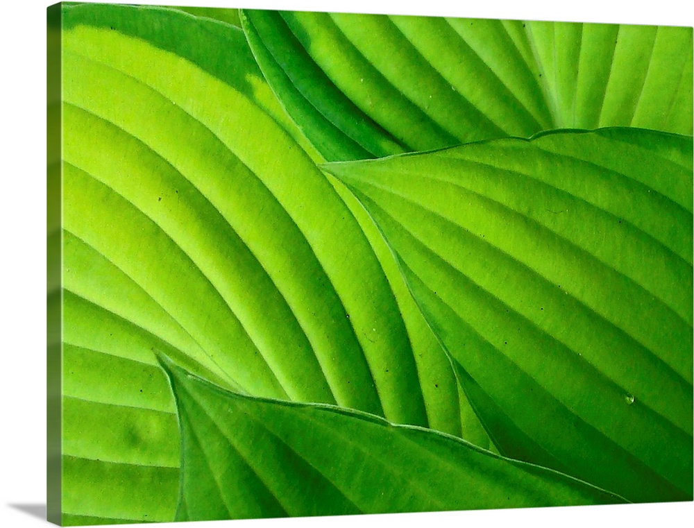 Bright green hosta leaves, clearly showing  veins and leaf shapes.