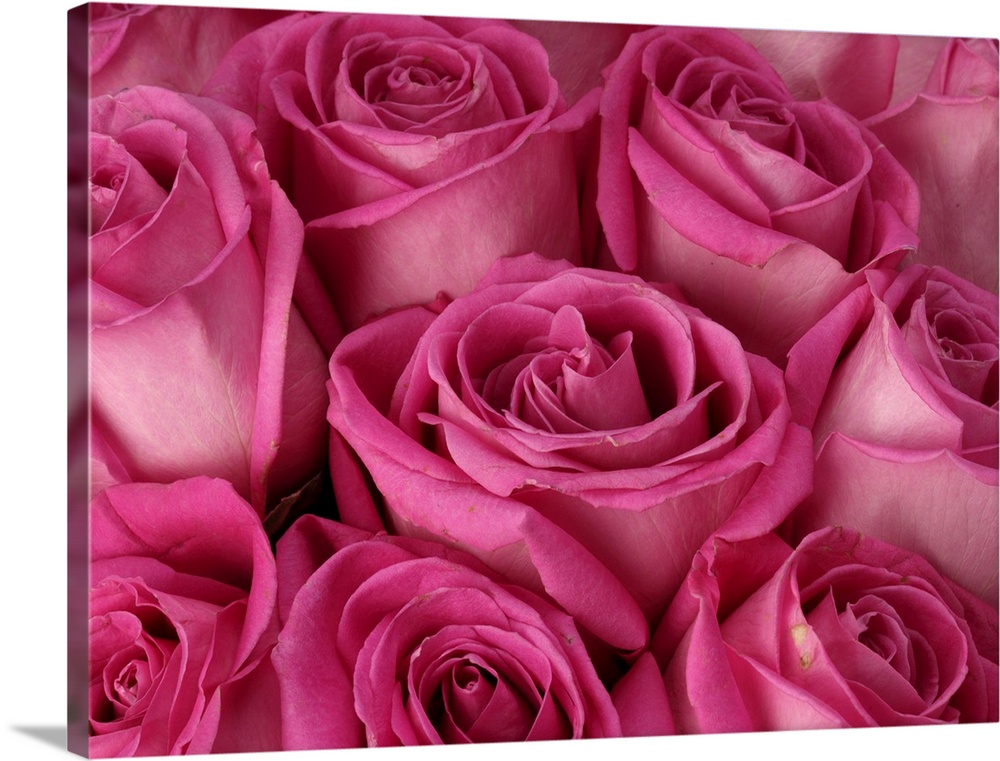 Wall art of the up close view of roses on canvas.