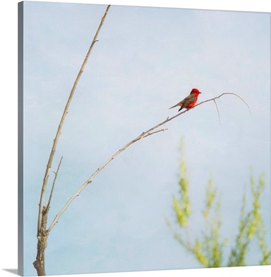Bright red Vermilion Flycatcher perching on delicate twig of small tree.