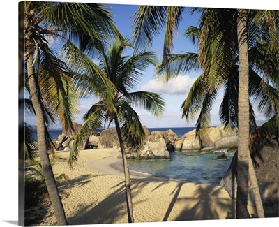 British Virgin Islands, Virgin Gorda, palm trees by Spring Bay