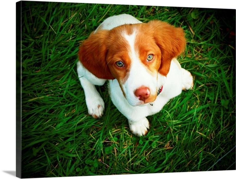 Brittany Spaniel puppy in green grass. Wall Art, Canvas Prints, Framed