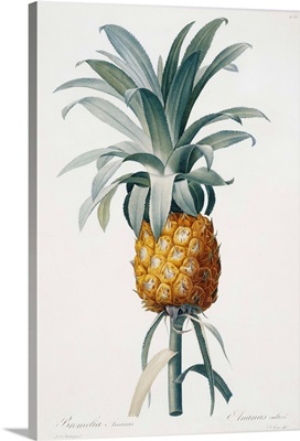 Bromelia Ananas By Pierre Joseph Redoute