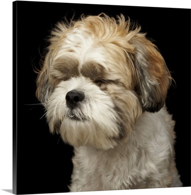Brown and white shih tzu with eyes closed