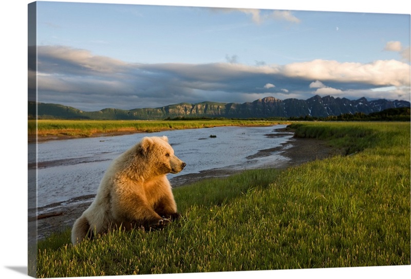 Brown Bear Along Stream At Hallo Bay In Katmai National Park Wall Art,  Canvas Prints, Framed Prints, Wall Peels | Great Big Canvas