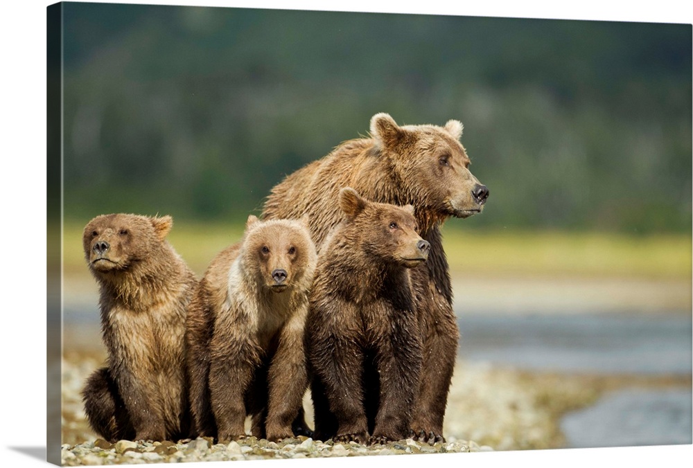 USA, Alaska, Katmai National Park, Grizzly Bear Sow and Cubs (Ursus arctos) by salmon stream along Kukak Bay on late summe...