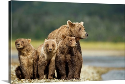 Brown Bear And Cubs, Katmai National Park, Alaska