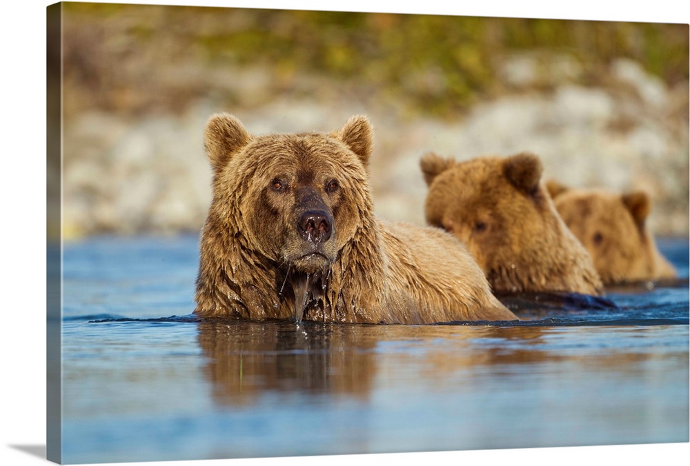 USA, Alaska, Katmai National Park, Grizzly Bear Sow(Ursus arctos) swims with cub in salmon spawning river along Kukak Bay
