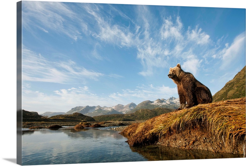 USA, Alaska, Katmai National Park, Young female Grizzly Bear (Ursus arctos) rests on river bank beneath coastal mountains ...