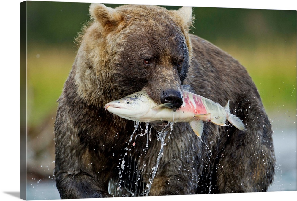USA, Alaska, Katmai National Park, Grizzly Bear (Ursus arctos) bites into spawning Chum Salmon in river along Kukak Bay