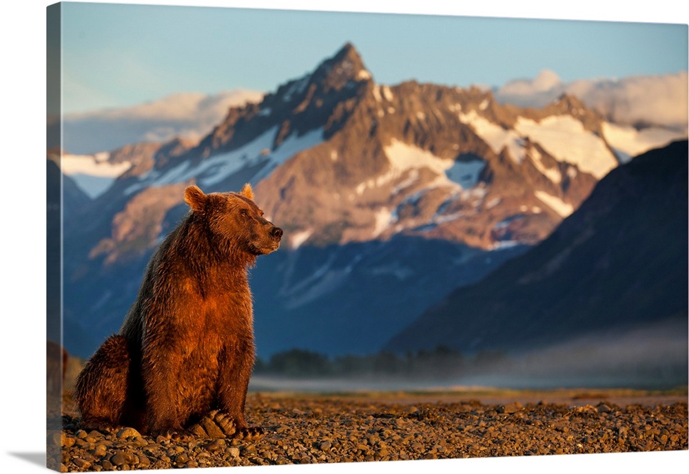 USA, Alaska, Katmai National Park, Grizzly Bear (Ursus arctos) resting along tidal flats beneath coastal mountains along K...