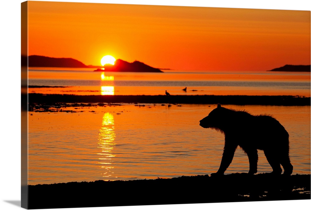 USA, Alaska, Katmai National Park, Silhouette of Grizzly Bear (Ursus arctos) along Kukak Bay before sunrise on late summer...