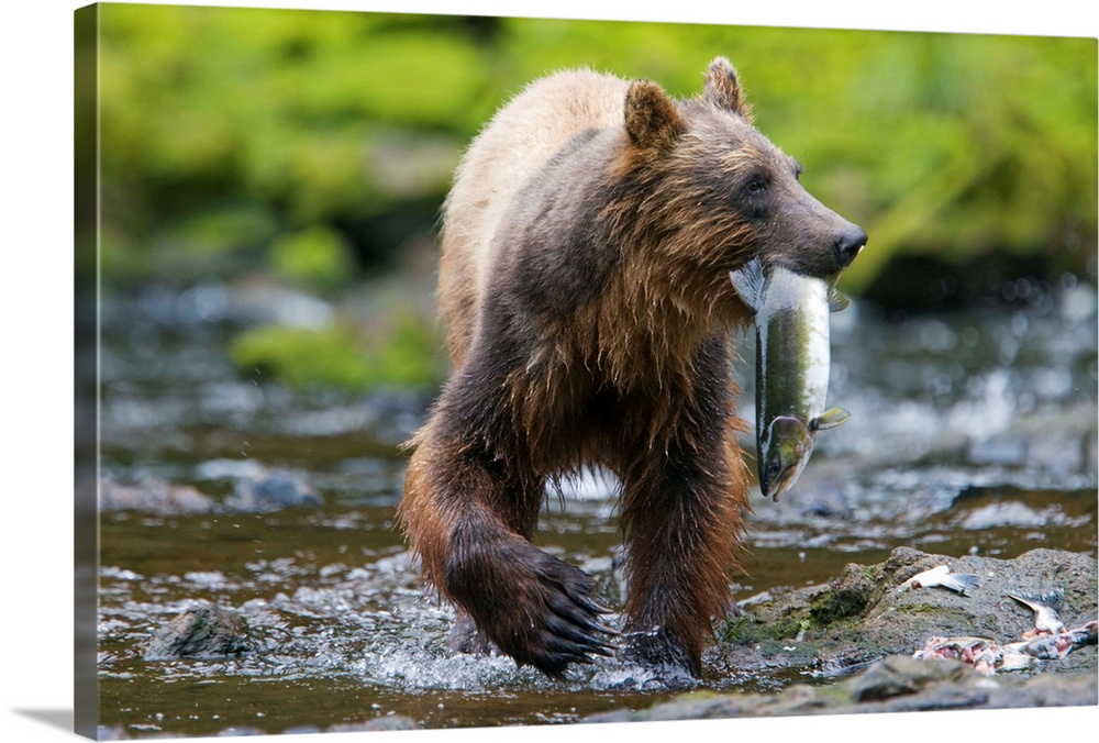 Brown (Grizzly) Bear (Ursus arctos) feeding on sockeye salmon (Oncorhynchus nerka) in small stream along Pavlof Harbor.