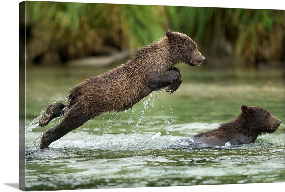 USA, Alaska, Katmai National Park, Coastal Brown Bear Cub (Ursus arctos) prepares to leap into salmon spawning stream whil...