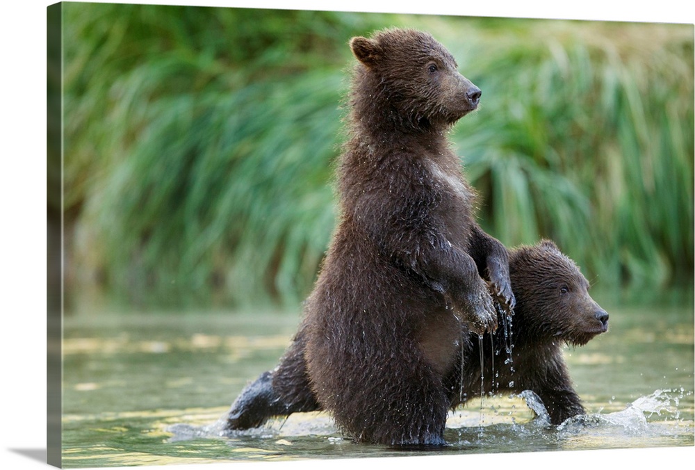 USA, Alaska, Katmai National Park, Coastal Brown Bear Cubs (Ursus arctos) playing in shallow stream along Kuliak Bay. Phot...