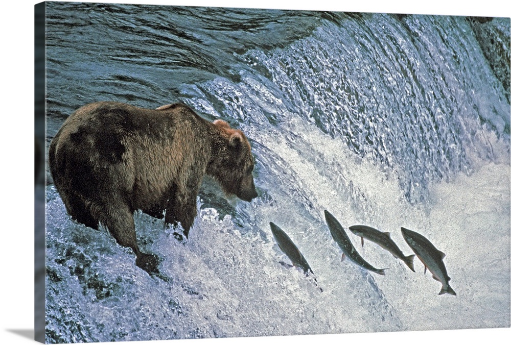 Brown bear fishing at falls with 4 salmon jumping simultaneously, brooks falls.