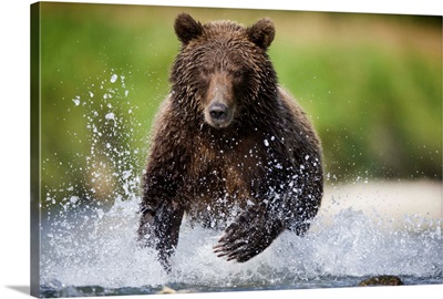 Brown Bear Fishing For Spawning Salmon At Geographic Harbor
