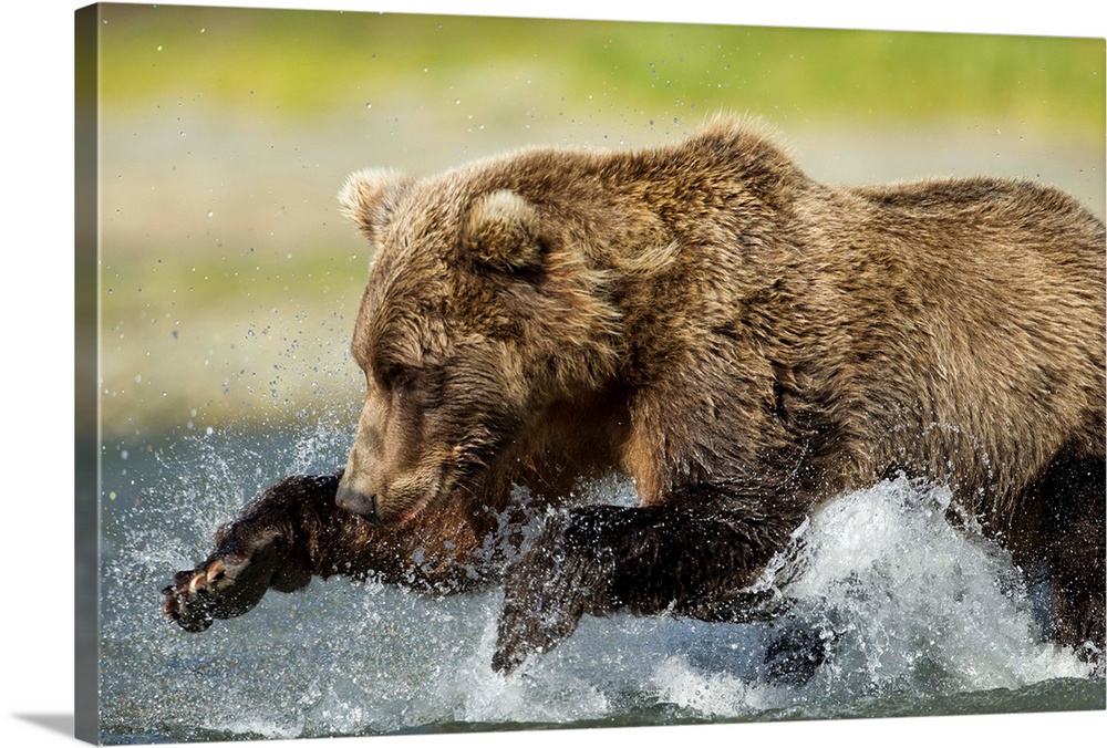USA, Alaska, Katmai National Park, Grizzly Bear (Ursus arctos) leaps while fishing for spawning salmon along Geographic Ha...
