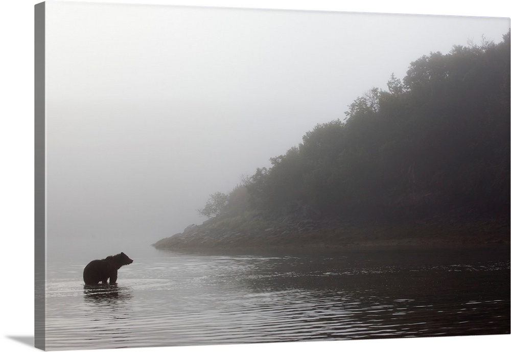USA, Alaska, Katmai National Park, Grizzly Bear (Ursus arctos) wades through shallow water in morning fog along Kinak Bay