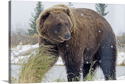 Brown Bear in snowstorm