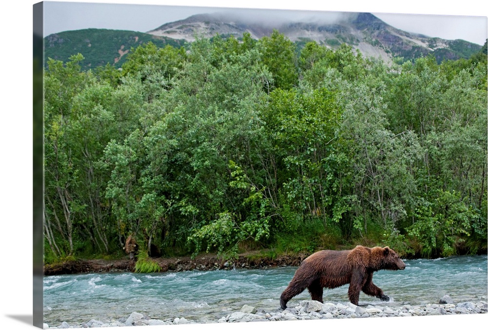 USA, Alaska, Katmai National Park, Grizzly Bear (Ursus arctos) walking along salmon spawning stream on stormy afternoon ne...