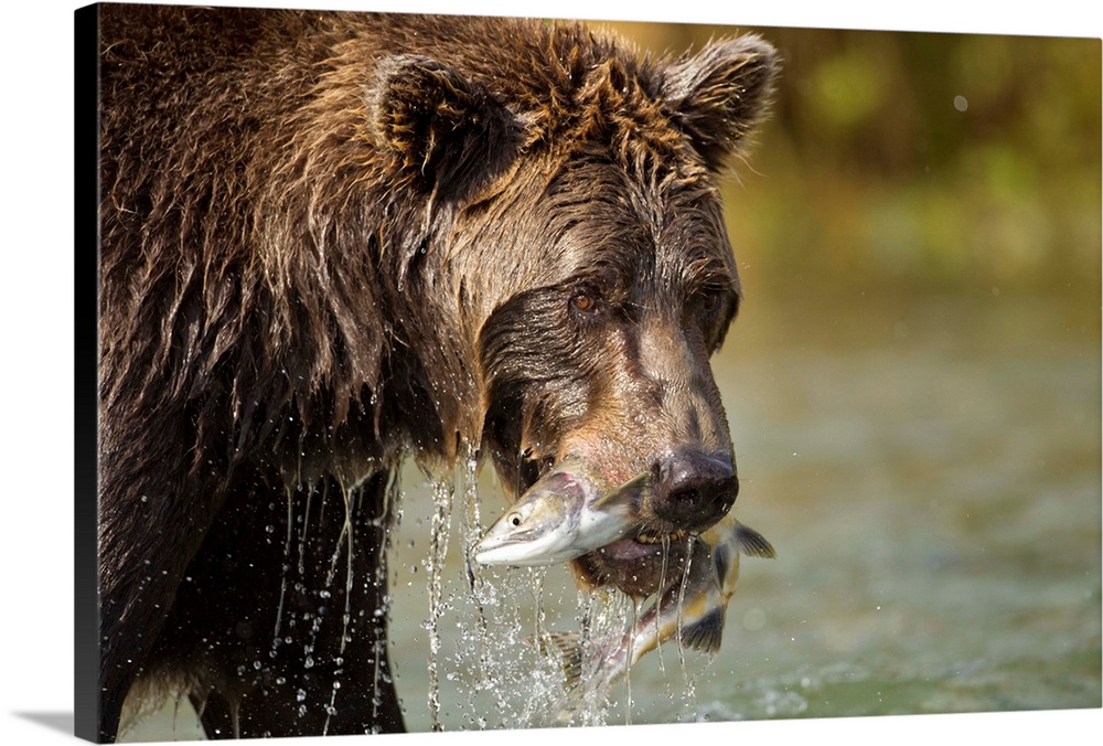 USA, Alaska, Katmai National Park, Coastal Brown Bear (Ursus arctos) bites into Chum Salmon caught in spawning stream by K...