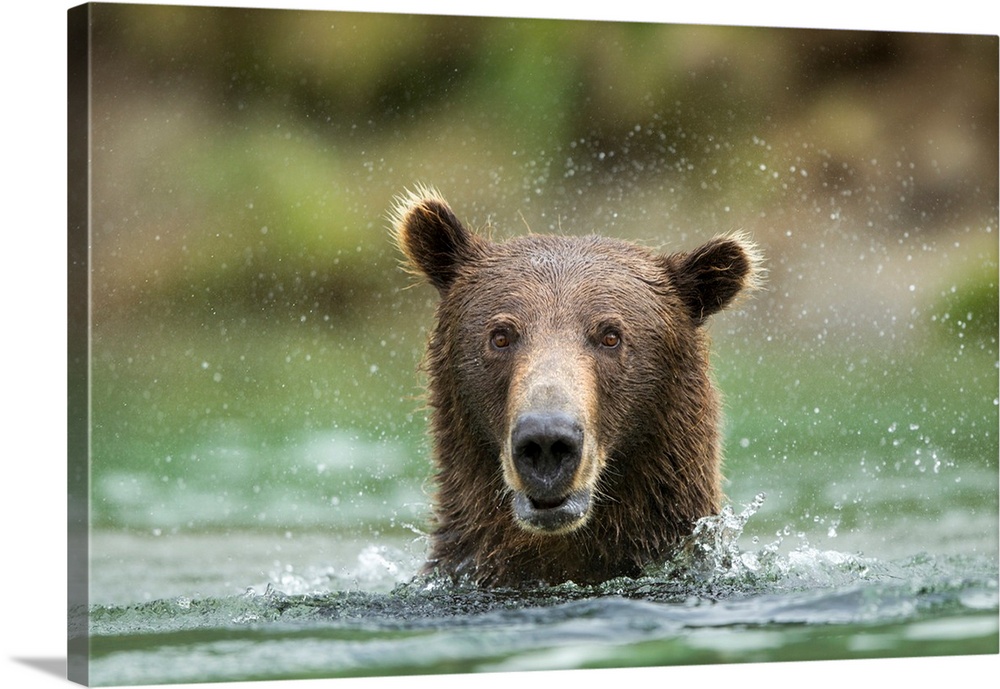 USA, Alaska, Katmai National Park, Coastal Brown Bears (Ursus arctos) fishing in salmon spawning stream along Kuliak Bay