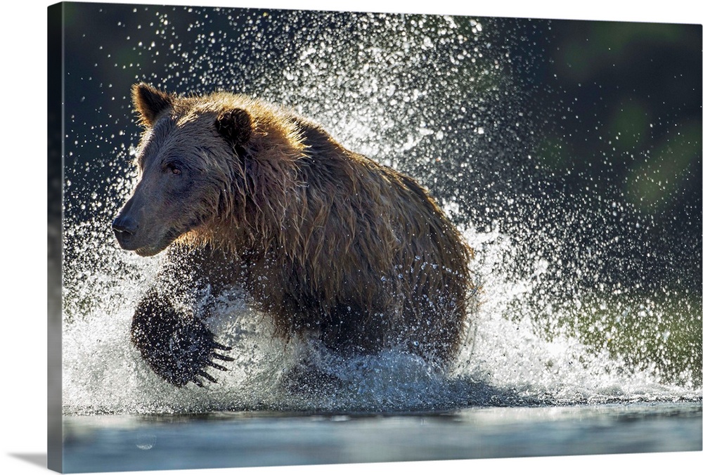USA, Alaska, Katmai National Park, Coastal Brown Bear (Ursus arctos) running in salmon spawning stream