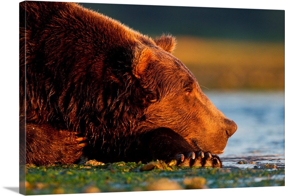 USA, Alaska, Katmai National Park, Coastal Brown Bear (Ursus arctos) resting along salmon spawning stream at sunrise along...