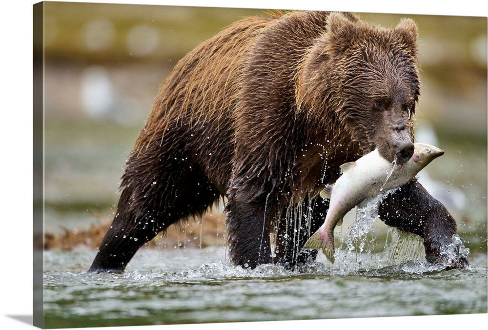 USA, Alaska, Katmai National Park, Coastal Brown Bear (Ursus arctos) carries Chum Salmon (Oncorhynchus keta) caught in sha...