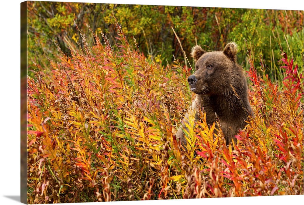 USA, Alaska, Katmai National Park, Coastal Brown Bear (Ursus arctos) sitting in field of fall colored Fireweed along Kinak...