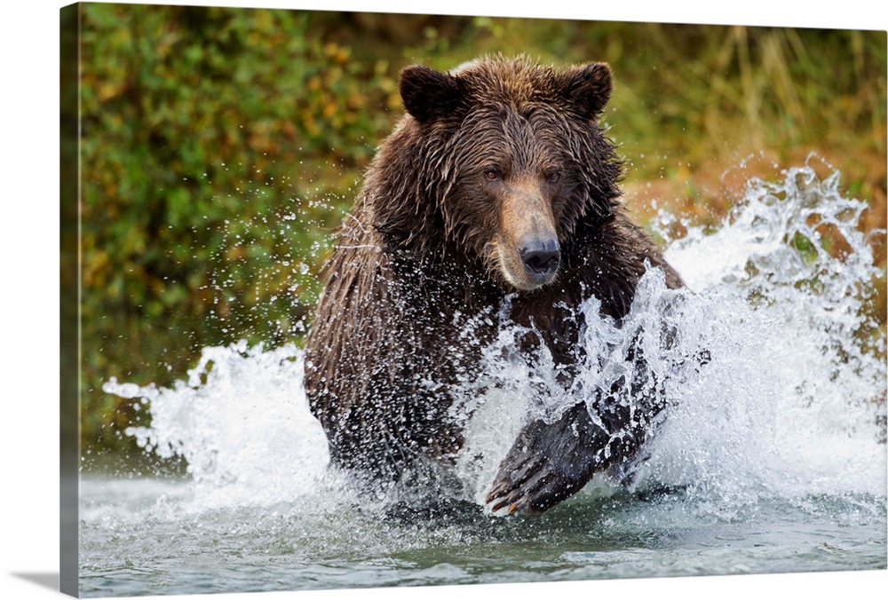 USA, Alaska, Katmai National Park, Coastal Brown Bear (Ursus arctos) runs while fishing for spawning salmon in stream alon...