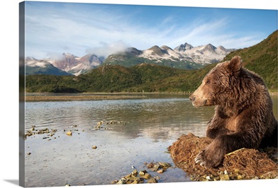 Brown Bear, Katmai National Park, Alaska