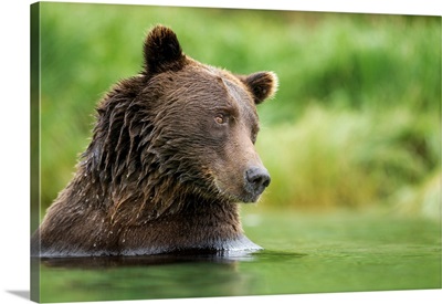Brown Bear, Katmai National Park, Alaska