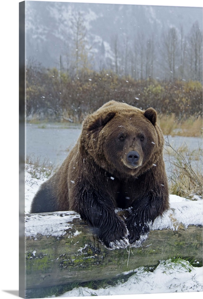 Brown Bear, resting on log