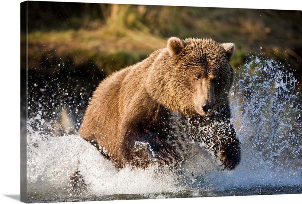 Brown Bear Running Through River At Kinak Bay