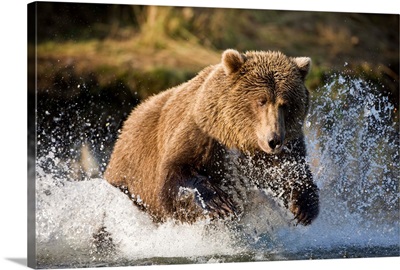 Brown Bear Running Through River At Kinak Bay