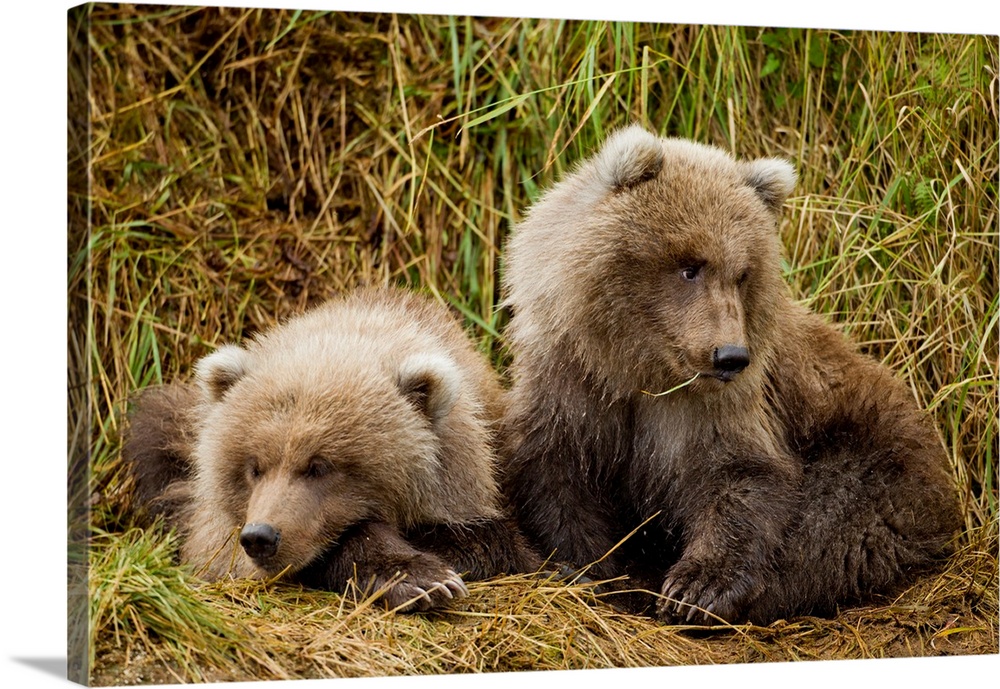 USA, Alaska, Katmai National Park, Grizzly Bear Spring Cubs (Ursus arctos) resting in grass along salmon spawning stream n...
