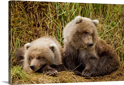 Brown Bear Spring Cubs, Katmai National Park, Alaska