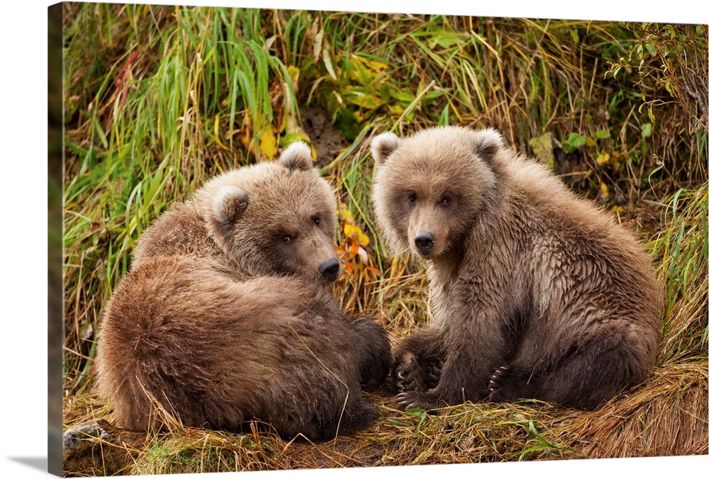 USA, Alaska, Katmai National Park, Grizzly Bear Spring Cubs (Ursus arctos) resting along river bank near Kinak Bay