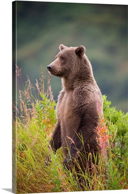 Brown Bear Standing Upright In Tall Grass At Kinak Bay