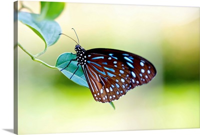 Brown blue butterfly on leaf.