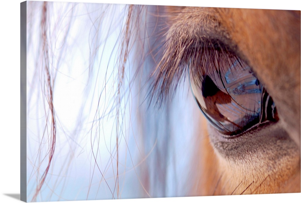 Landscape, close up photograph of eye and eyelashes of a brown horse, with small pieces of its mane hanging in front.