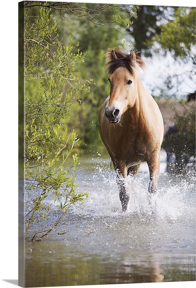 Brown horse in water