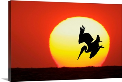 Brown Pelican Diving In Front Of Setting Sun