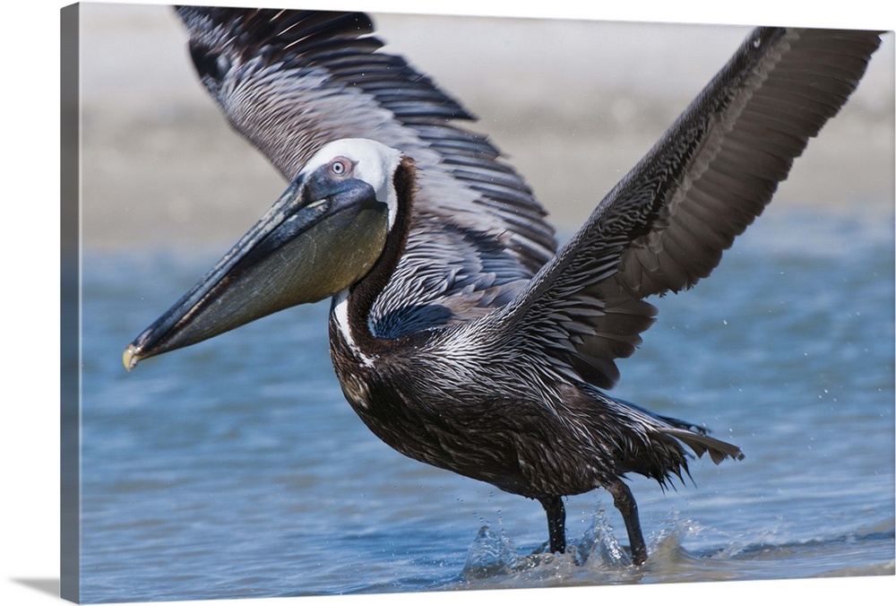 Brown Pelican (Pelecanus occidentalis) beginning flight. Populations were severely impacted years ago by DDT.  Eastcoast p...