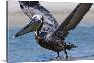 Brown Pelican in flight