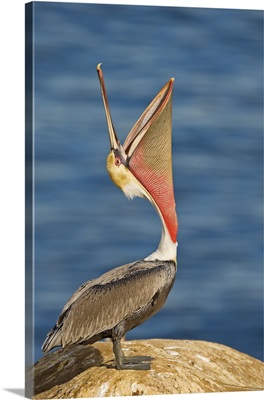 Brown Pelican with mouth open