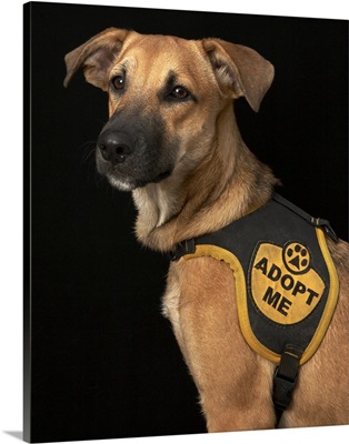 Brown rescue dog with adopt me vest.