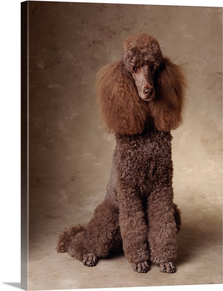 Brown Standard Poodle Wall Art, Canvas Prints, Framed Prints, Wall