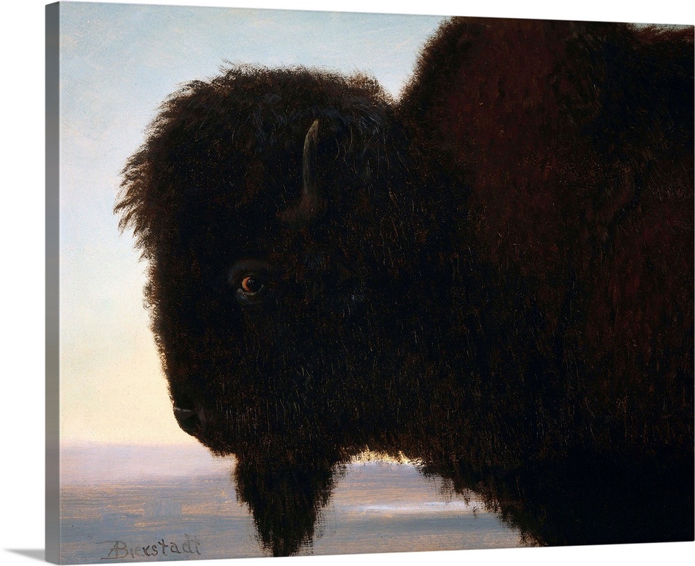 Albert Bierstadt (American, 1830-1902), Buffalo Head, c. 1879, oil on paper, Buffalo Bill Historical Center, Cody, Wyoming.